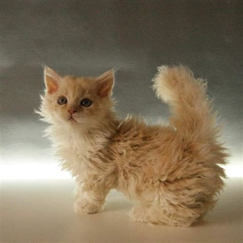 8 Cute Cat Breeds With Short Legs With Pictures The Pet Guide Home