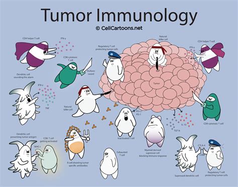 tumor immunology poster cell cartoons immunology medical laboratory science biology classroom