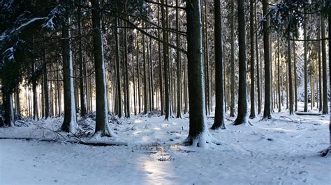 Free Images Tree Nature Forest Branch Snow Cold Sky White