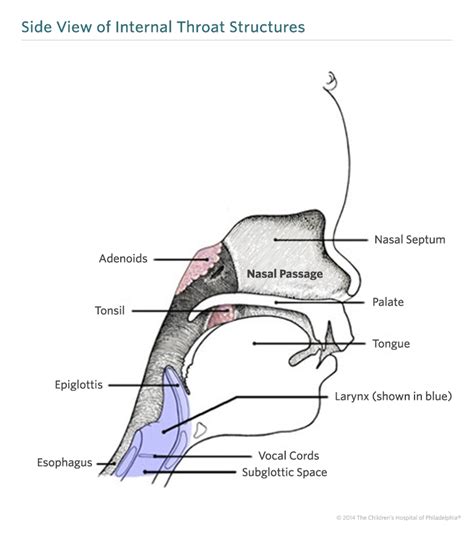 Anatomy Of Tonsils And Adenoids