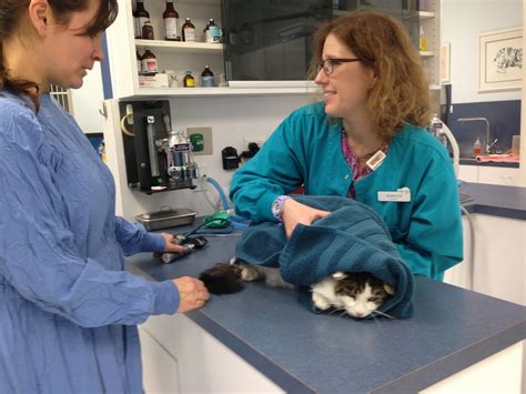 Exclusively Cats Veterinary Hospital Blog Cat Friendly Practices How
