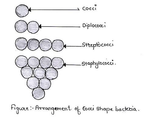 Pin On Microbiology