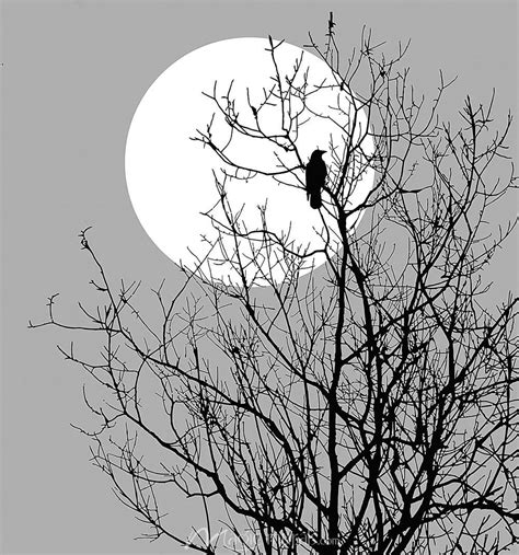Moonlight Raven Fantasy Artwork Landscape Moonlight Painting Black