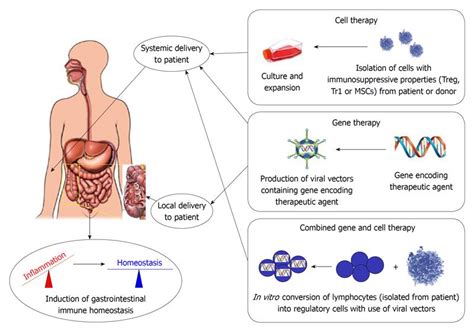 Gene And Cell Therapy Based Treatment Strategies For Inflammatory Bowel