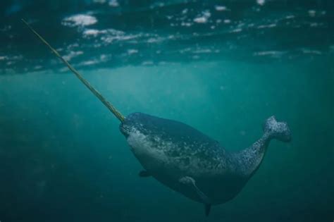 Are Narwhals Dangerous Can They Kill You Polar Guidebook