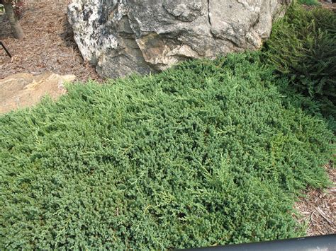 Japanese Juniper Ground Cover Ground Cover And Shrubs
