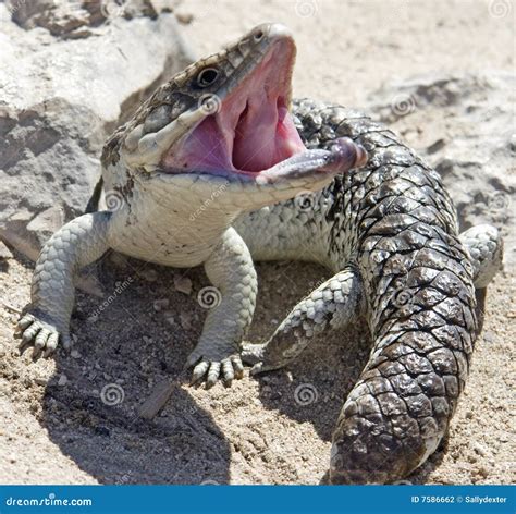 Blue Tongue Lizard With Mouth Open Stock Photo Image Of Tongue