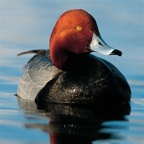 Redhead — Ducks Unlimited Canada