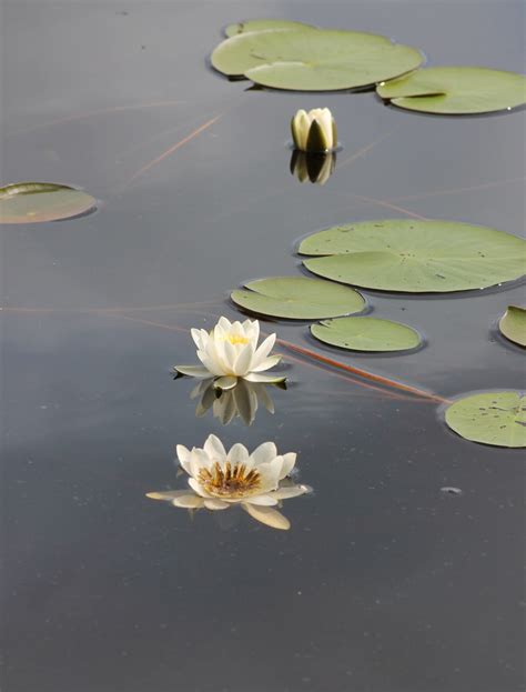 Free Images Leaf Petal Lake Green Reflection Botany Yellow