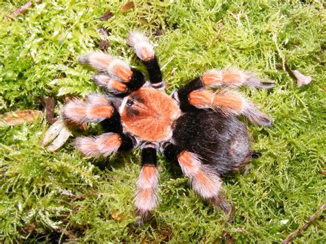 They come from india and pakistan, and are one of the largest geckos. Best Beginner Tarantulas: What Are The Best Pet Tarantulas ...