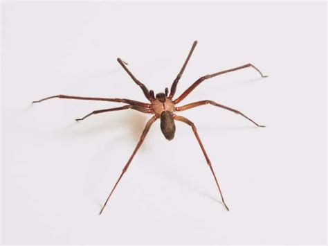 The 7 Most Dangerous Spiders In Spain Arachnophobes Beware