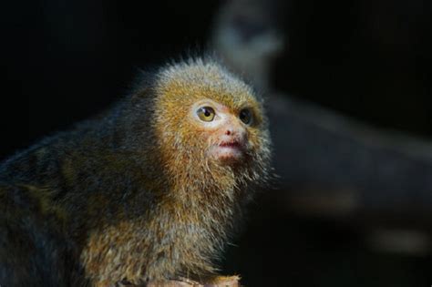 Cebuella Pygmaea самая маленькая обезьянка в мире
