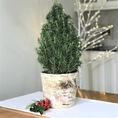 13 Christmas Plants For A Magical Indoor Holiday Garden Home