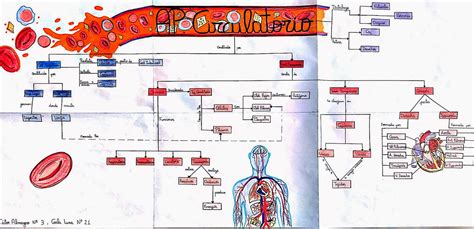 Sistema Circulatorio Mapa Conceptual Buscar Con Google Sistema Excretor Mapas Conceptuales