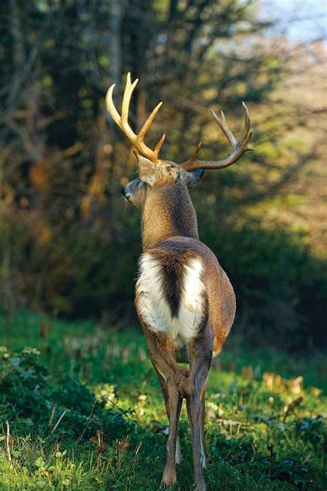 Look For These Eight Specific Whitetail Deer Tail Behaviors And Learn