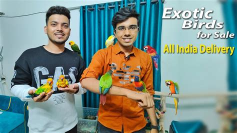 Exotic Species Birds At Cheapest Price Hame Tamed Birds For Sale
