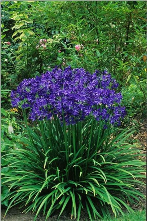 They're working hard and get hungry. perennial flowers that bloom all summer - Google Search ...