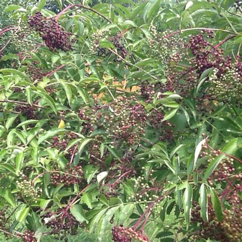 The Edible Elderberries Sambucus Canadensis And Sambucus Nigra