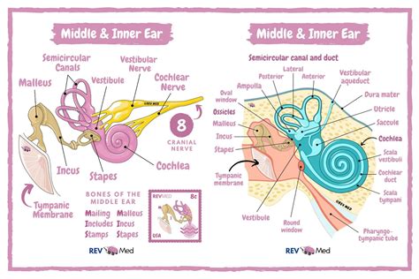 Middle And Inner Ear Anatomy Malleus Incus Stapes Grepmed