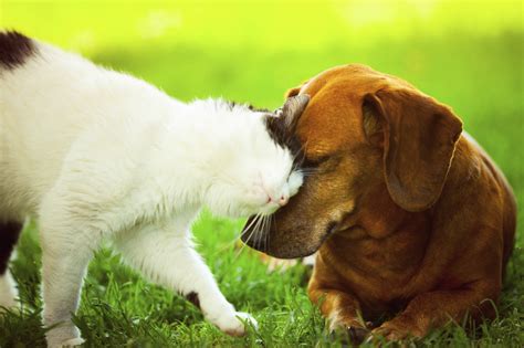 How to Make Your Pet Care More Eco-Friendly - Bregman Vet Group