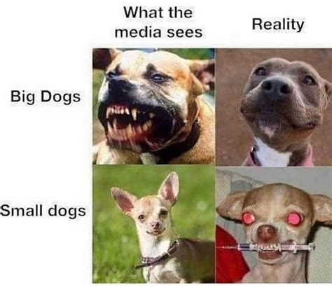 Small Dogs Vs Big Dogs Meme Vlrengbr
