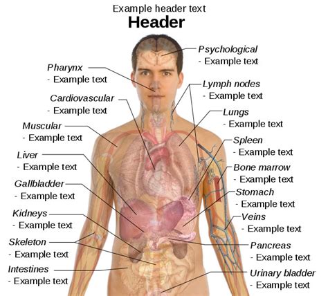 List Pictures Picture Of The Anatomy Of The Human Body Latest