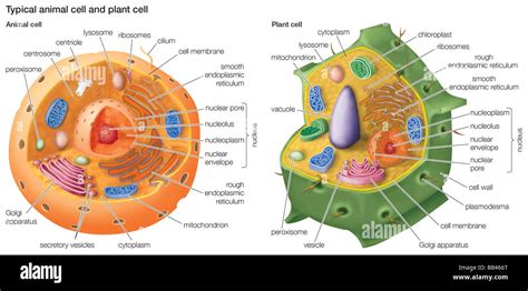 Typical Animal Cell And Plant Cell Stock Photo Royalty Free Image