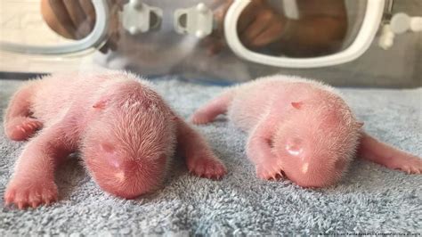 Twin Giant Panda Cubs Born At China Research Center Dw 08242022