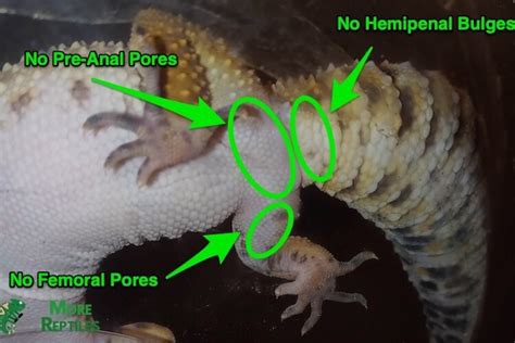 Difference Between Male And Female Leopard Geckos