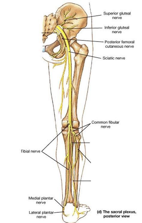 Nerves Of The Leg Diagram Modernheal Com