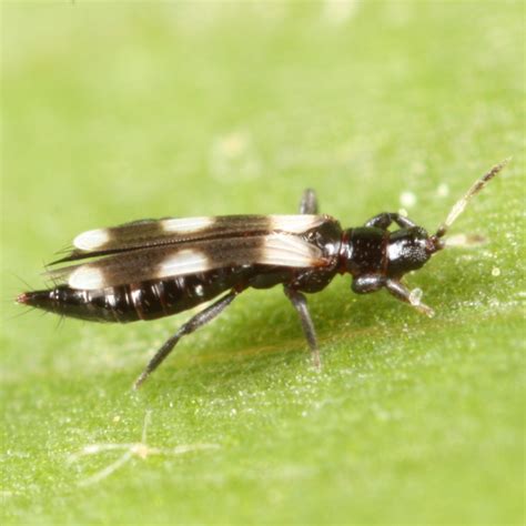 Aeolothrips Bugguidenet