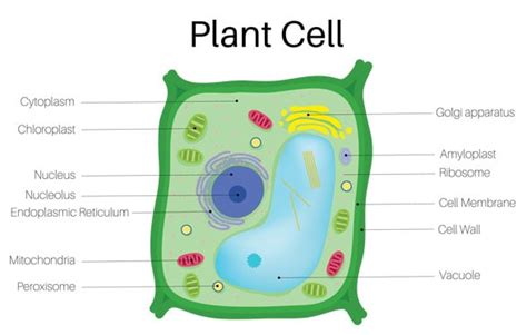But few organelles are unique to the plant cell as well as the animal cell. 6 Types of plant cells | Their Characteristics, Examples ...