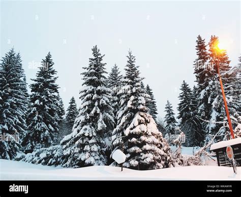 Snow Covered Pine Trees In Forest Stock Photo Alamy