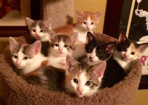 A Rescue Mama Cat With Four Kittens Of Her Own Took In Five Tiny
