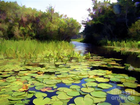 Pure Summer Photograph By Betsy Zimmerli Fine Art America
