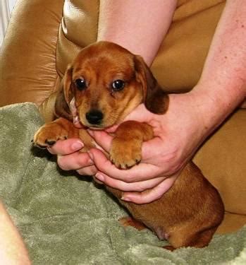Find a dachshund on gumtree, the #1 site for dogs & puppies for sale classifieds ads in the uk. Red Dapple female miniature Dachshunds, 7 weeks old for ...