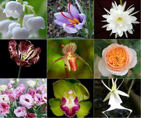 Chia Sẻ Hơn 52 Về Hình ảnh Loài Hoa đẹp Nhất Hay Nhất Vn