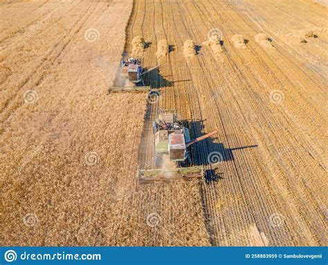 Harvest Wheat Grain And Crop Aerial Viewharvesting Wheatoats Barley