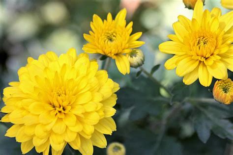 Top 189 Tipos De Flores Amarillas Con Sus Nombres Anmbmx