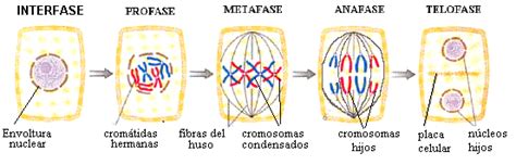 Biologia Celular Colegio Americano De Miraflores Division Celular Mitosis