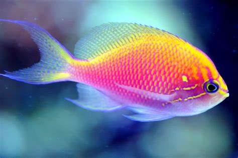 The 25 Best Colorful Fish Ideas On Pinterest Pretty Fish Beautiful