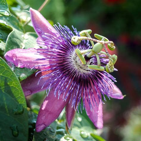 Purple Passion Flower Plants For Sale | Aphrodite's Purple Nightie ...