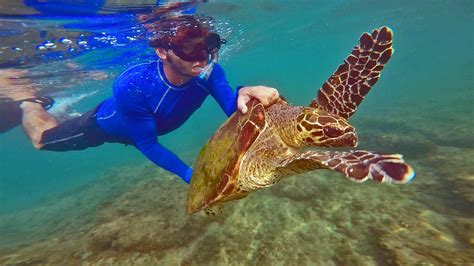 Taggin Turtles Tracking Critically Endangered Hawksbill Sea Turtles EDGE Of Existence
