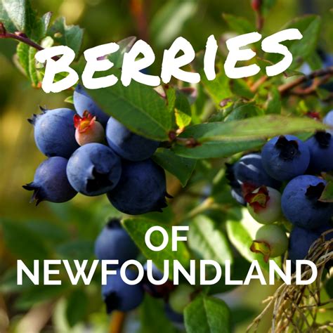 Berries Of Newfoundland When To Pick Wildly Intrepid