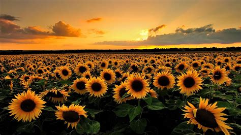 Field Of Sunflowers Wallpapers Wallpaper Cave