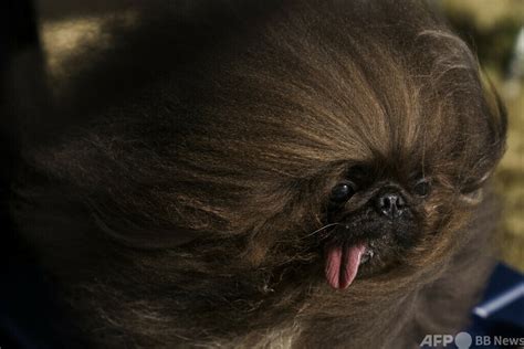「世界一醜い犬コンテスト」開催 米 写真20枚 国際ニュース：afpbb News