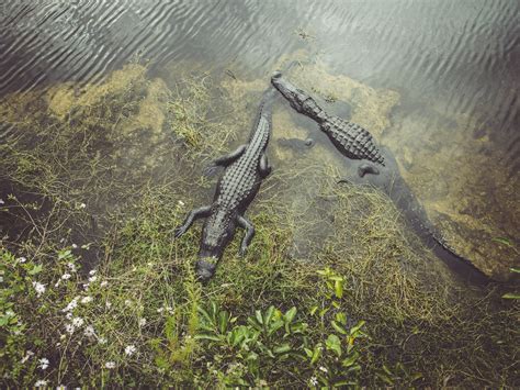 The Best Places To Experience Floridas Wildlife Photos Condé Nast