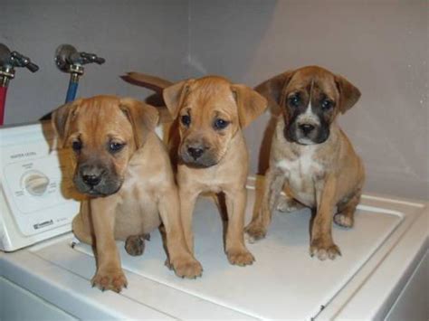 Dogs all motors for sale property jobs services community pets. Boxador=Labrador Retriever/Boxer mix puppies $200- 8wks ...