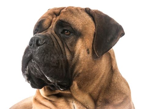 Bullmastiff Dog Stock Image Image Of Black Beautiful 30445717