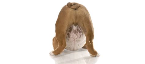 Why Do Dogs Drag Their Bums On The Ground